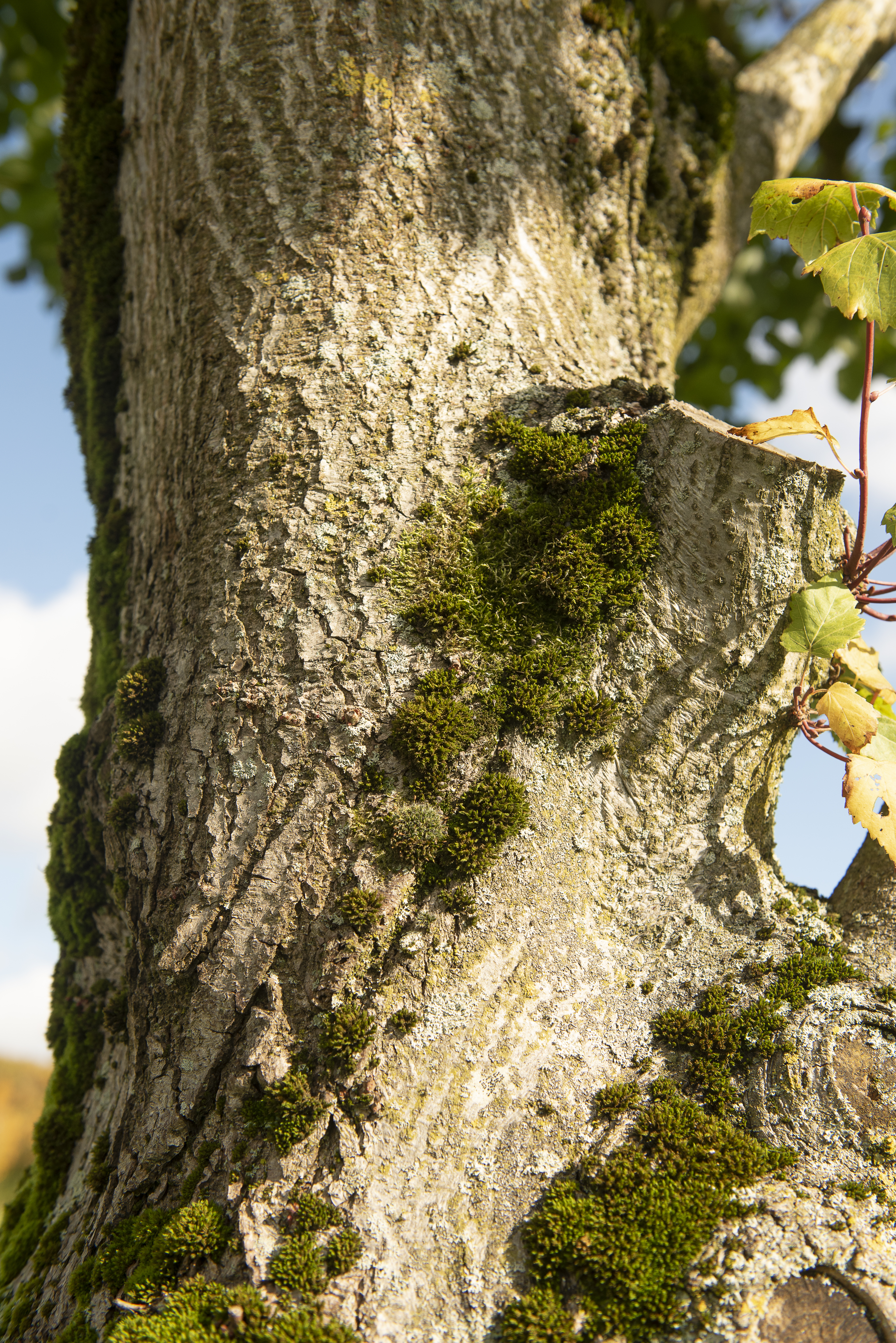 Tilia platyphyllos Unikat