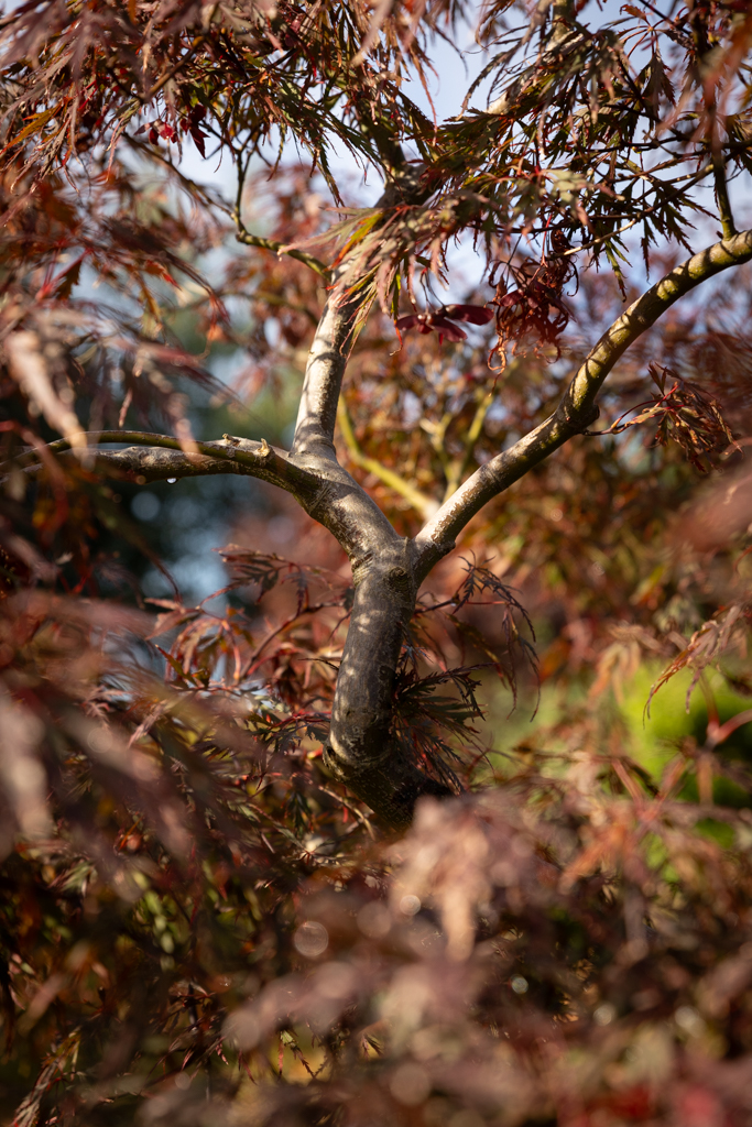 Acer palmatum 'Dissectum Nigrum' VJ