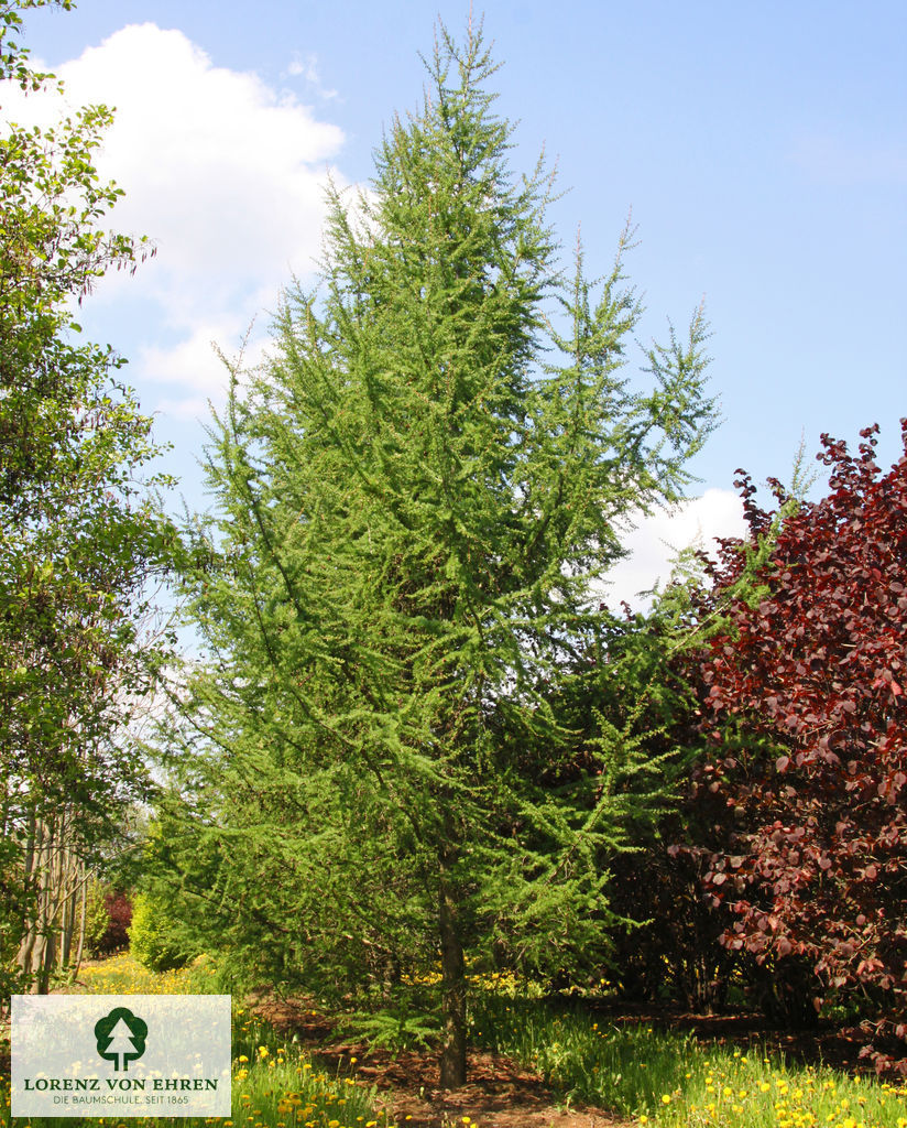 Larix kaempferi