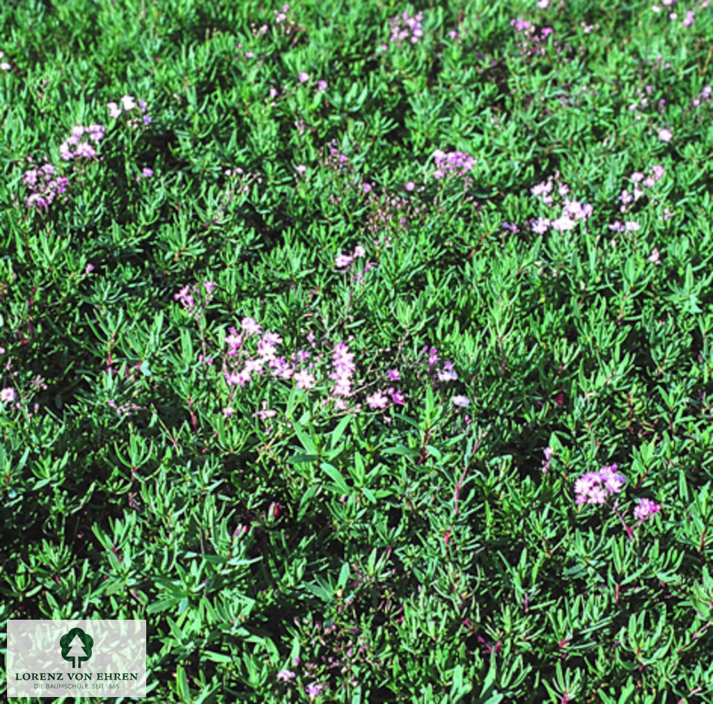 Gypsophila repens 'Rosea'