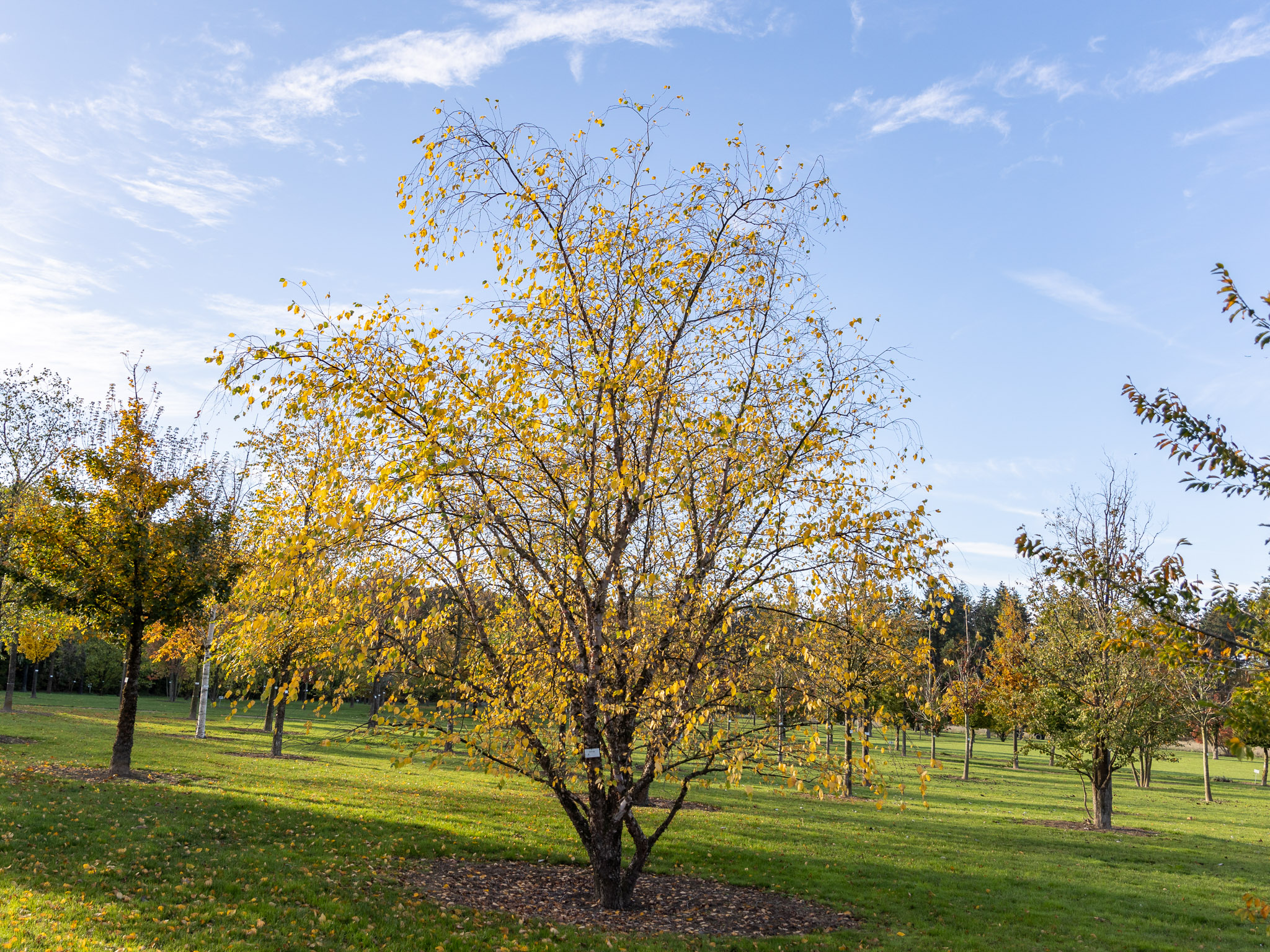 Baum im Herbst
