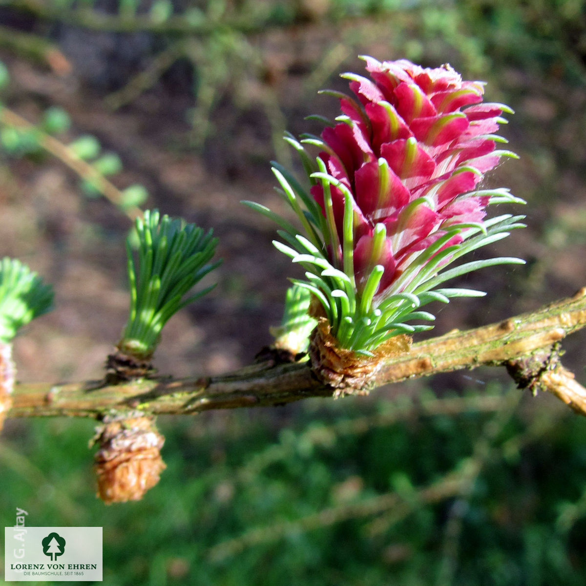 Larix decidua