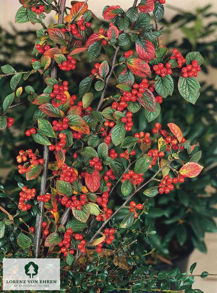 Cotoneaster dielsianus