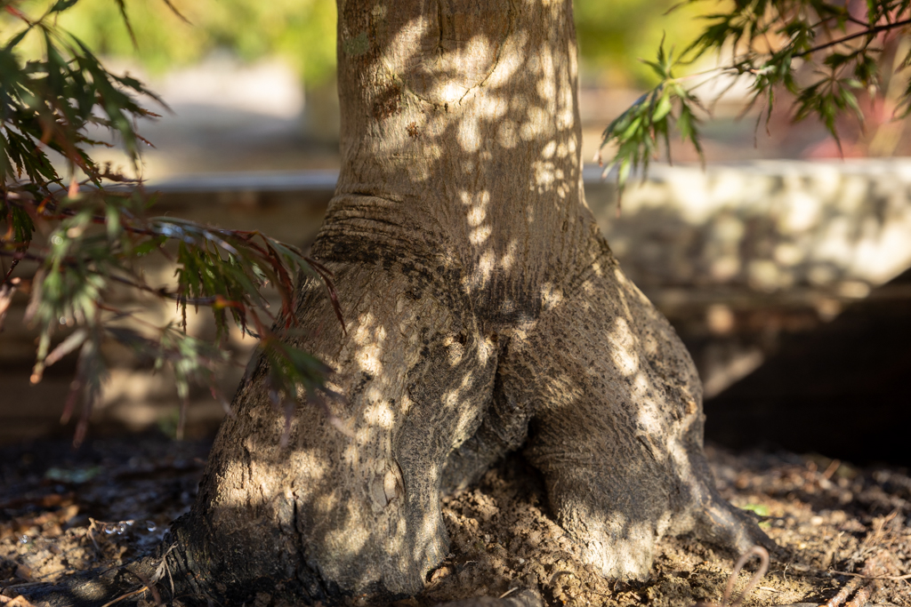 Acer palmatum 'Dissectum Nigrum' VJ