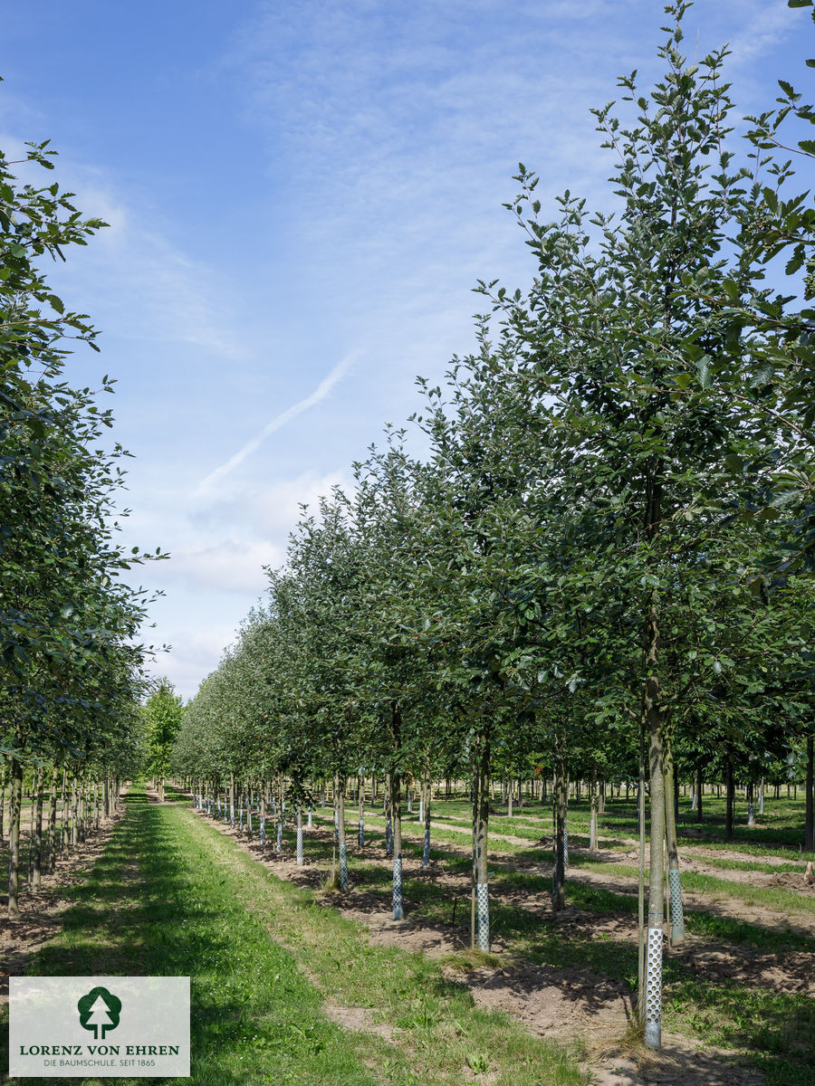 Sorbus intermedia 'Brouwers'