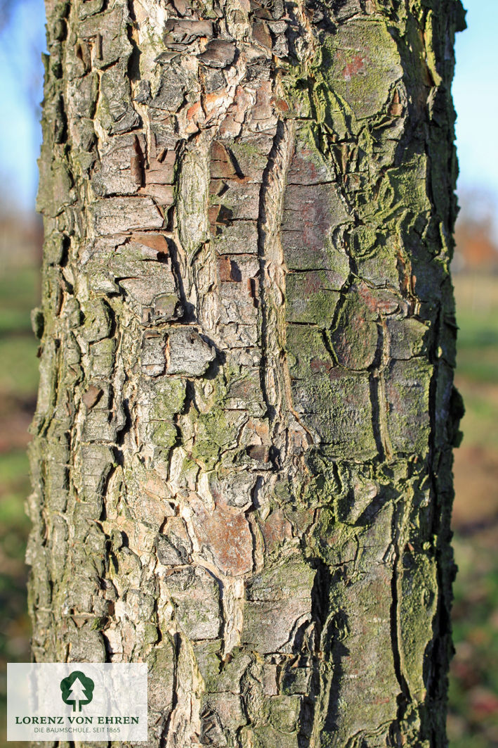 Pyrus communis 'Beech Hill'