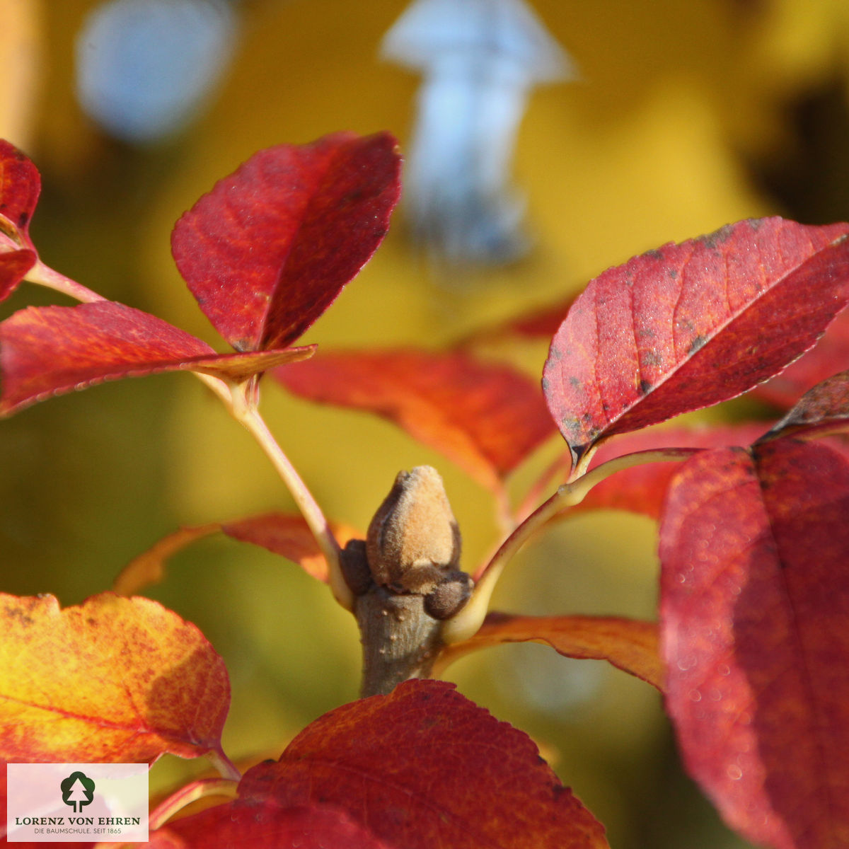 Fraxinus ornus