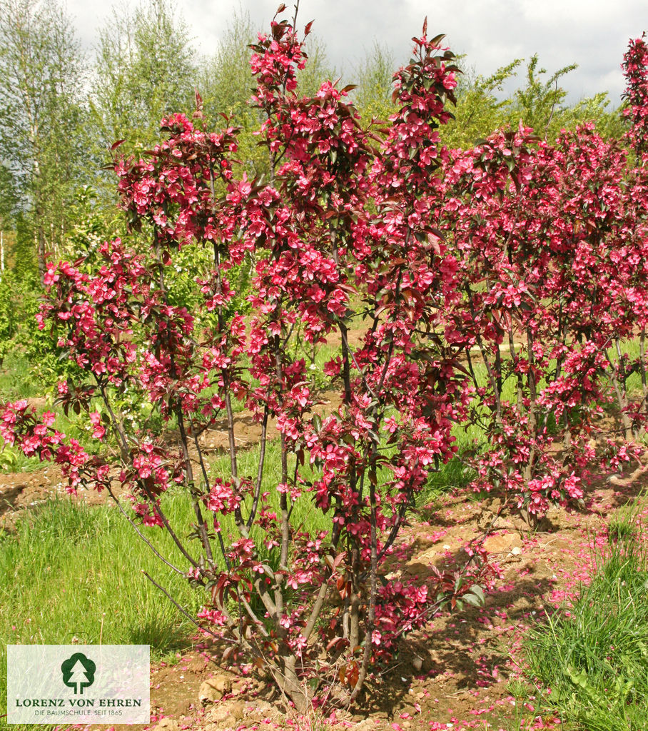 Malus 'Dark Rosaleen'