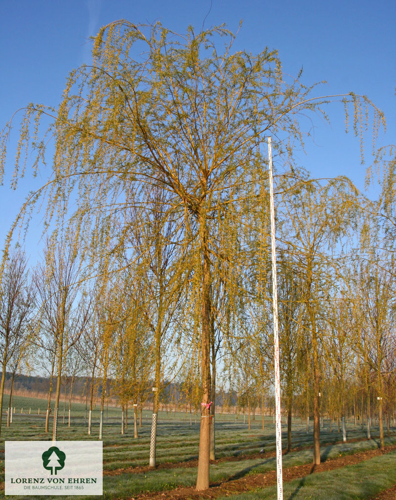 Salix alba 'Tristis'