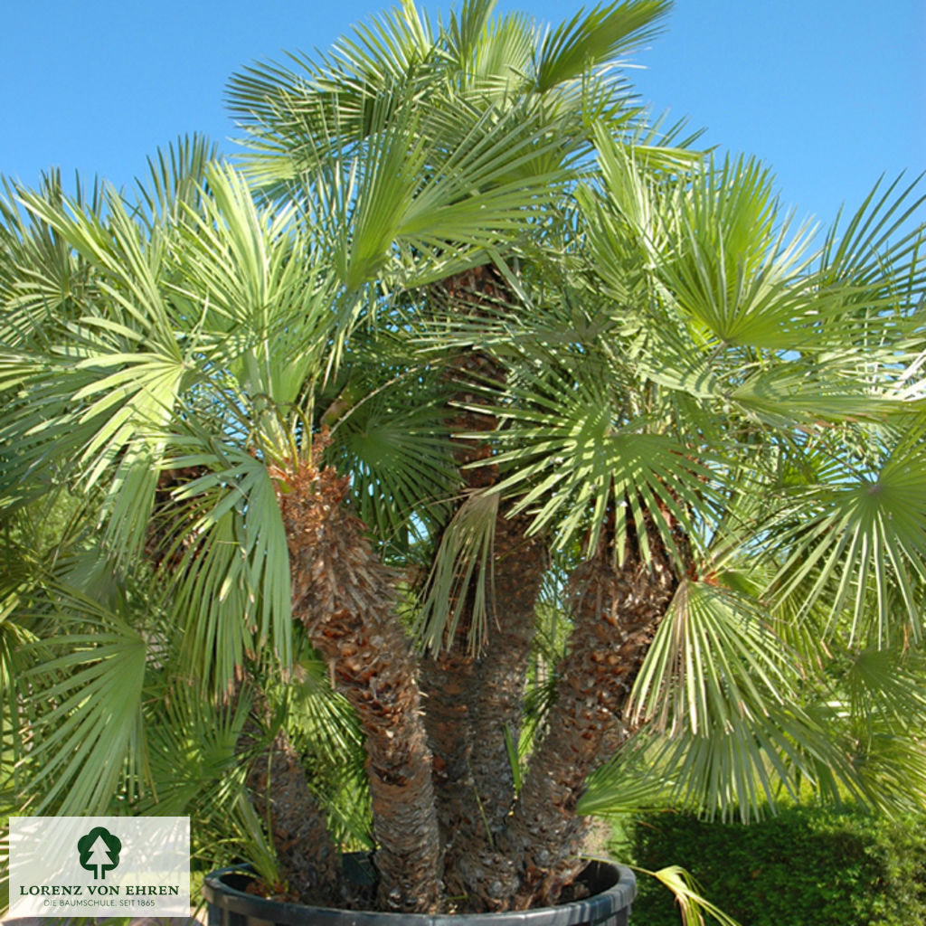 Chamaerops humilis