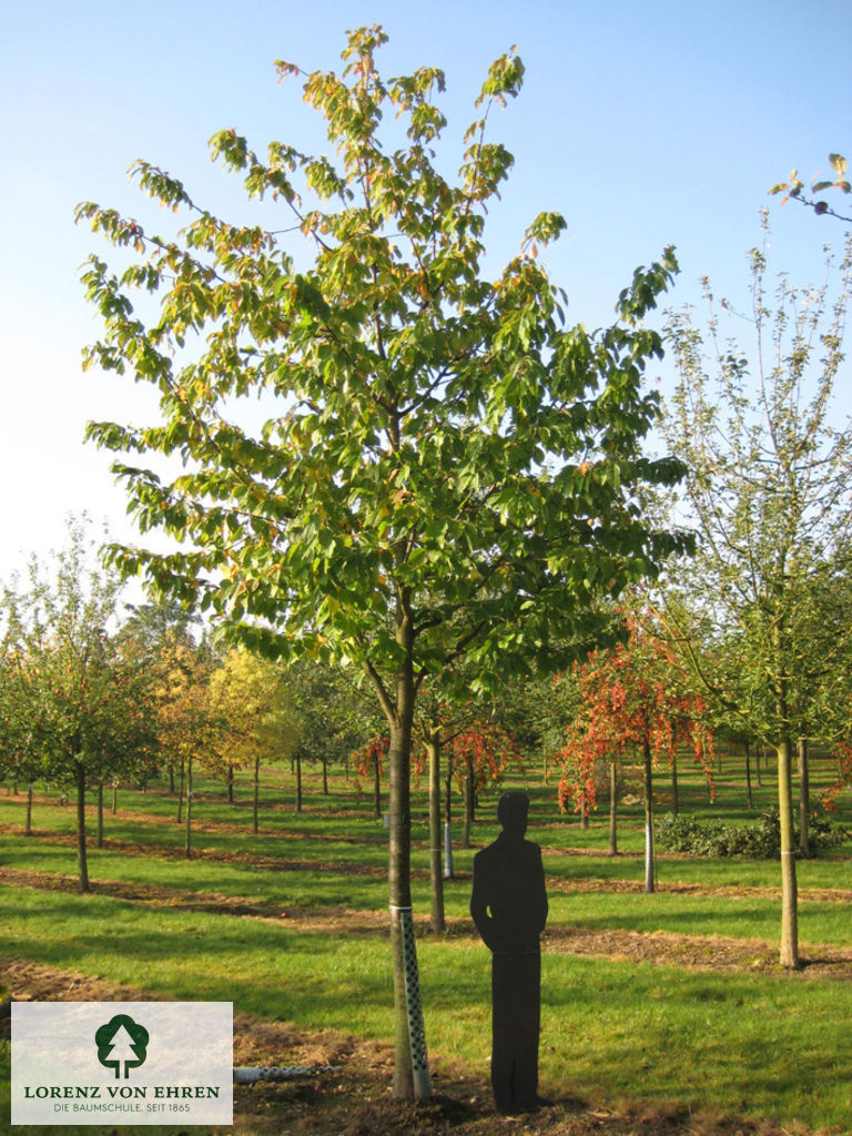 Prunus avium 'Büttners Rote Knorpelkirsche'