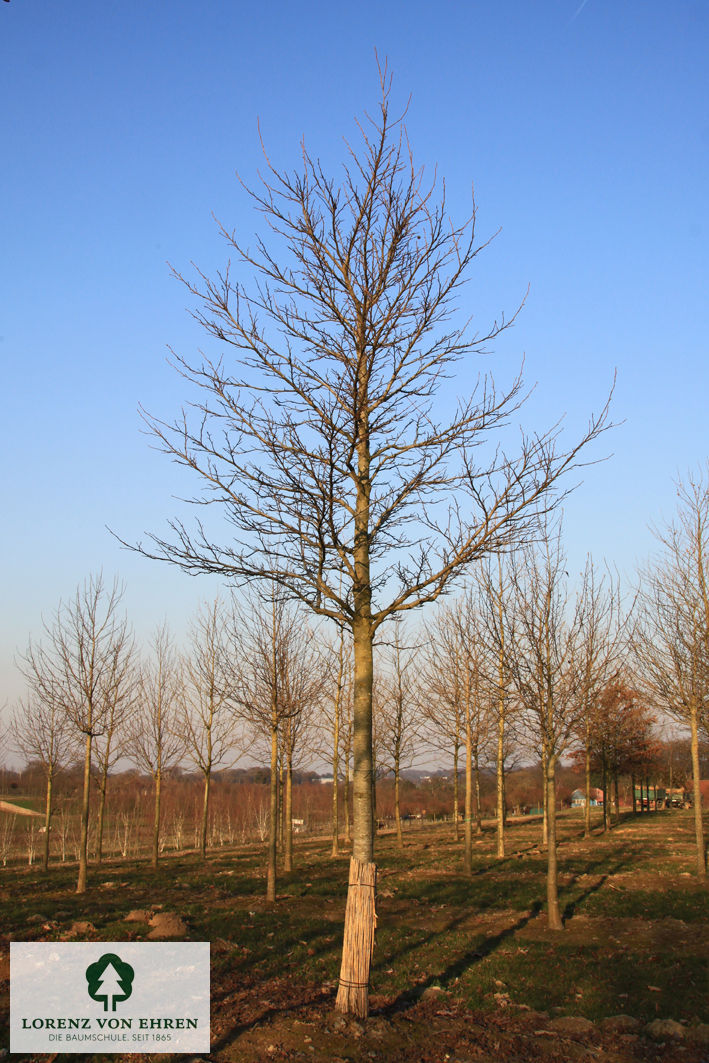 Liquidambar styraciflua 'Worplesdon'