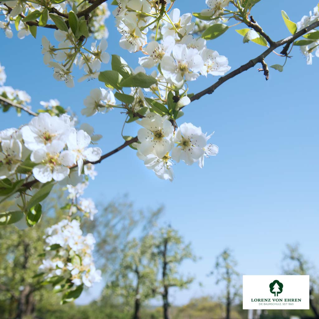 Pyrus communis 'Conférence' Unikat