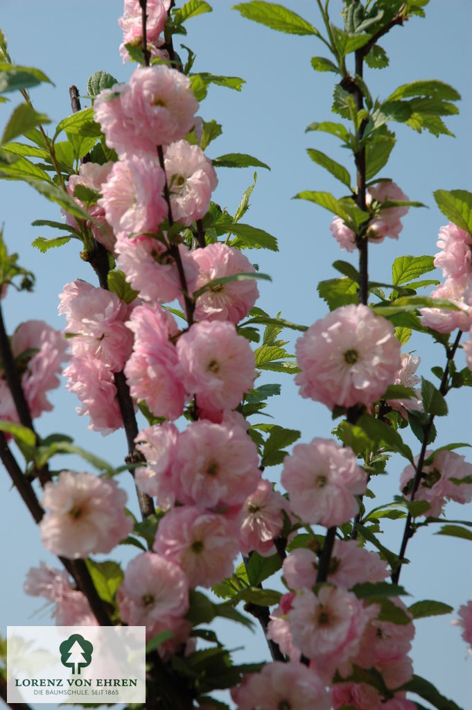 Prunus triloba