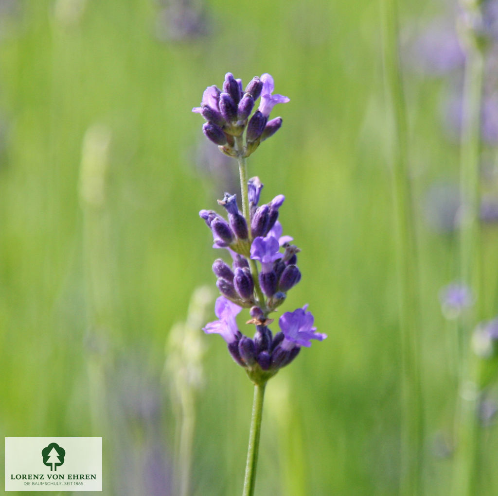 Lavandula angustifolia 'Dwarf Blue'