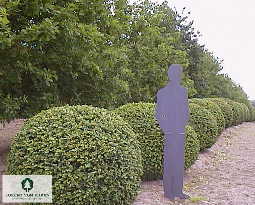  Buxus sempervirens arborescens Hoher Buchsbaum große Kugeln in Reihe