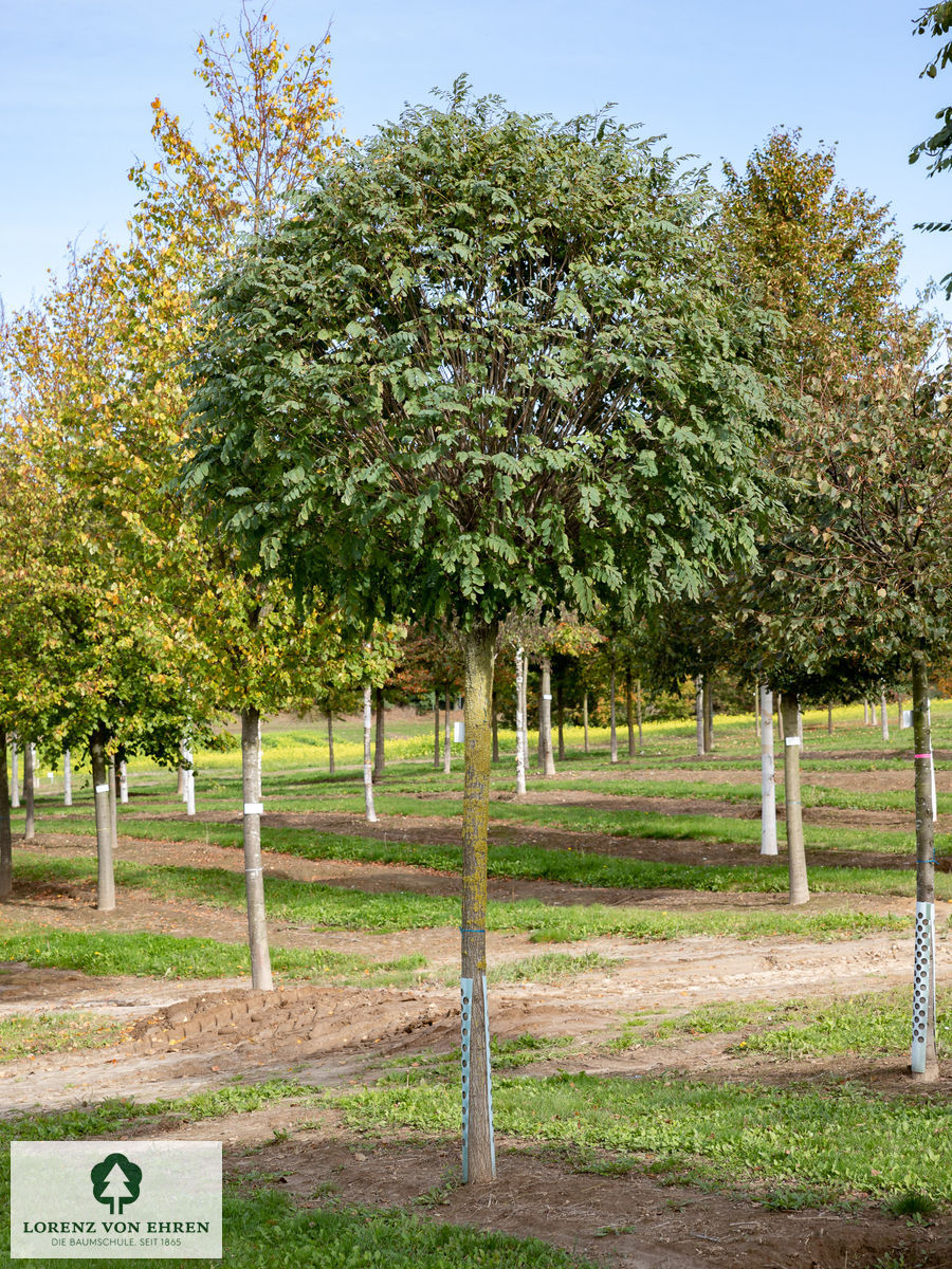 Robinia pseudoacacia 'Umbraculifera'