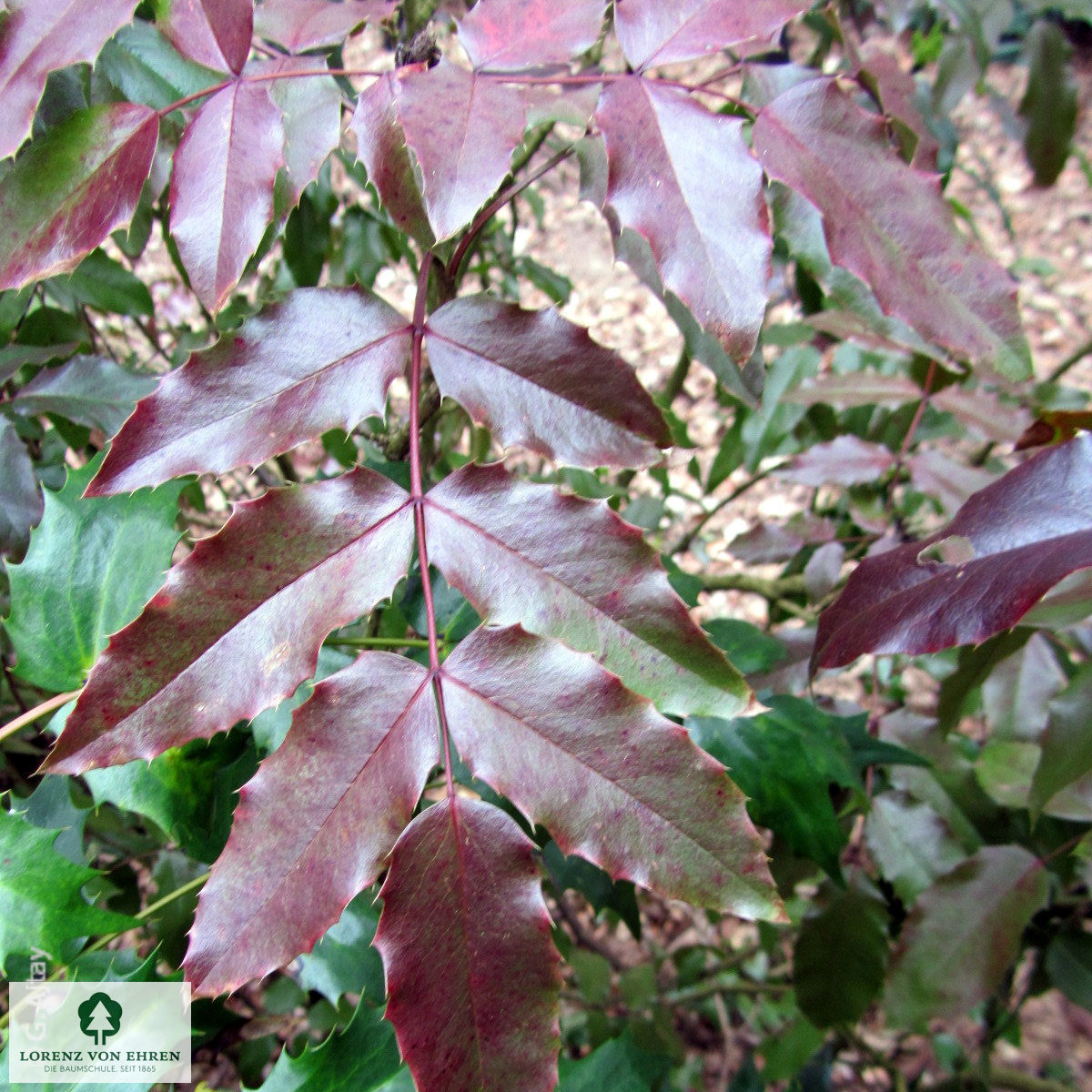 Mahonia aquifolium 'Atropurpurea'