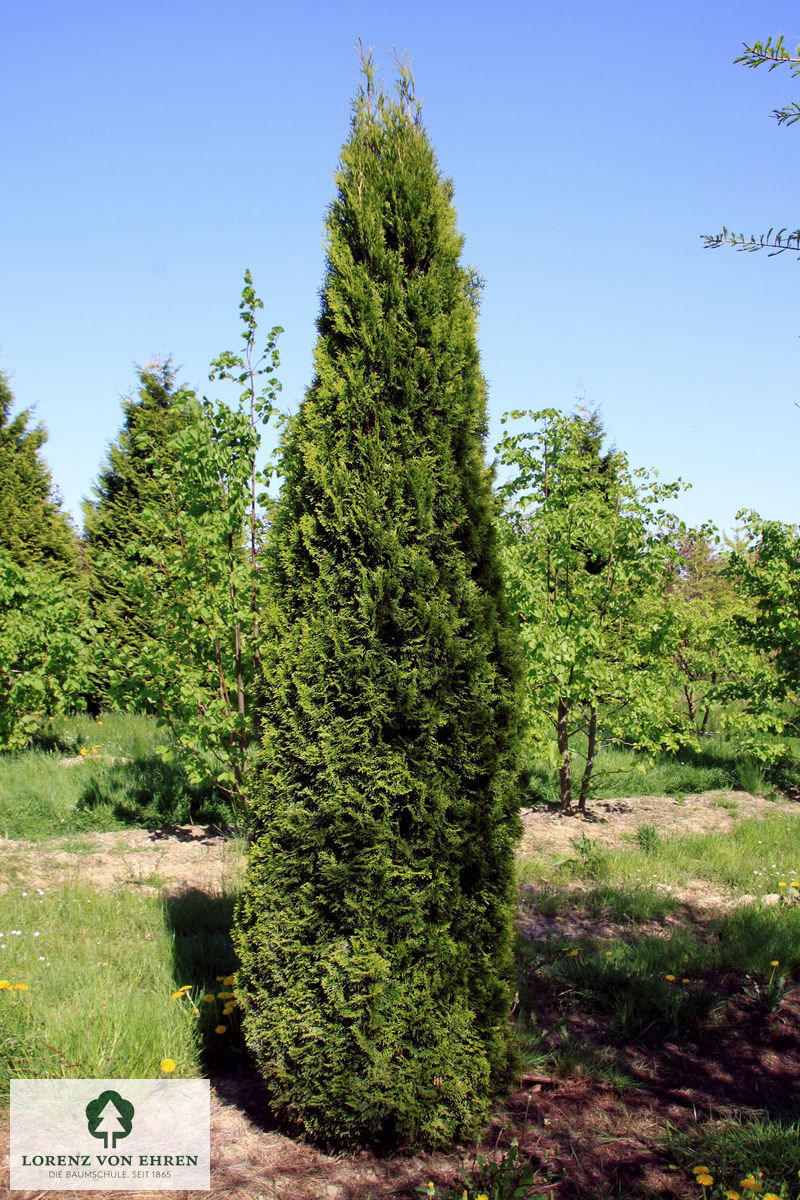 Thuja occidentalis 'Smaragd'