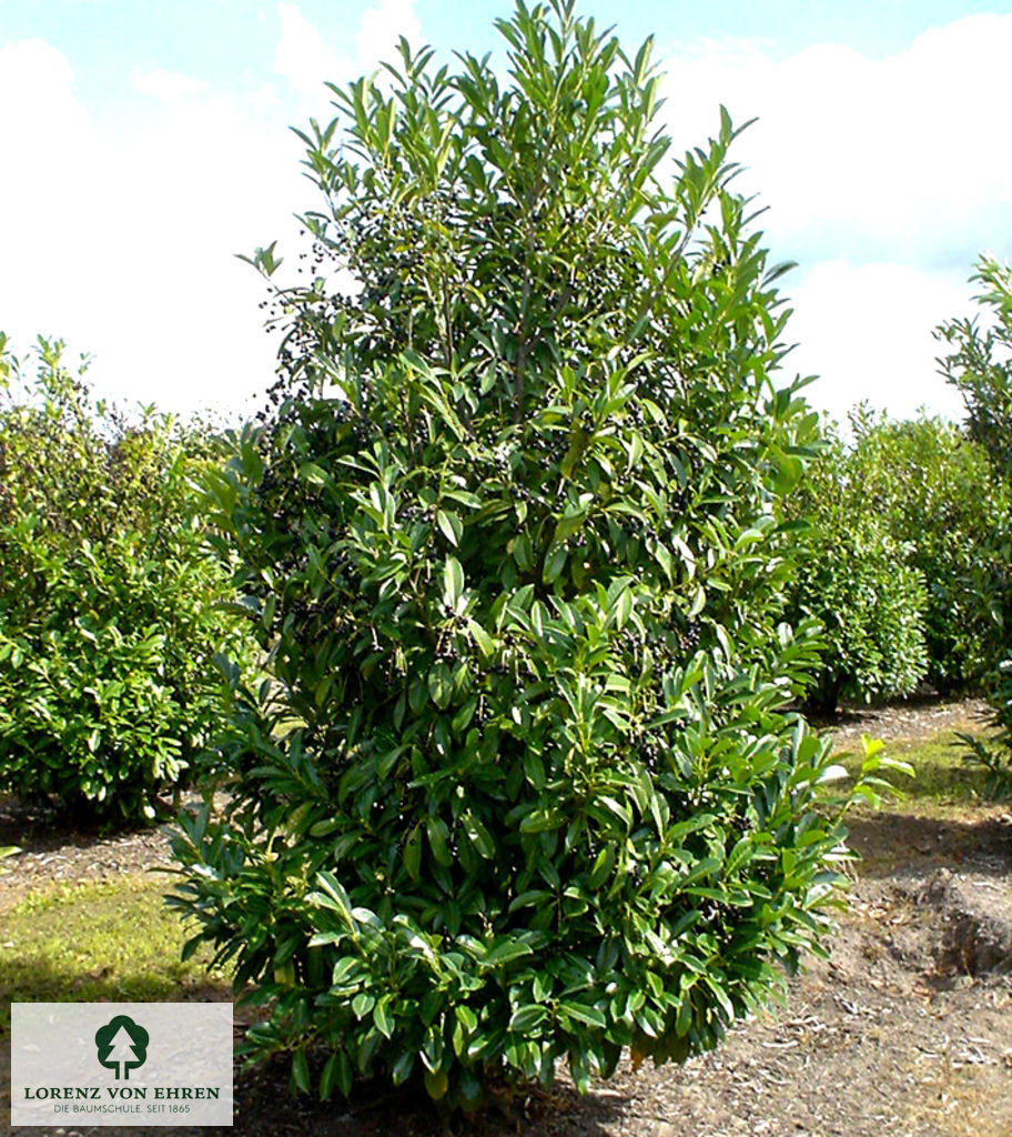 Prunus laurocerasus 'Caucasica'