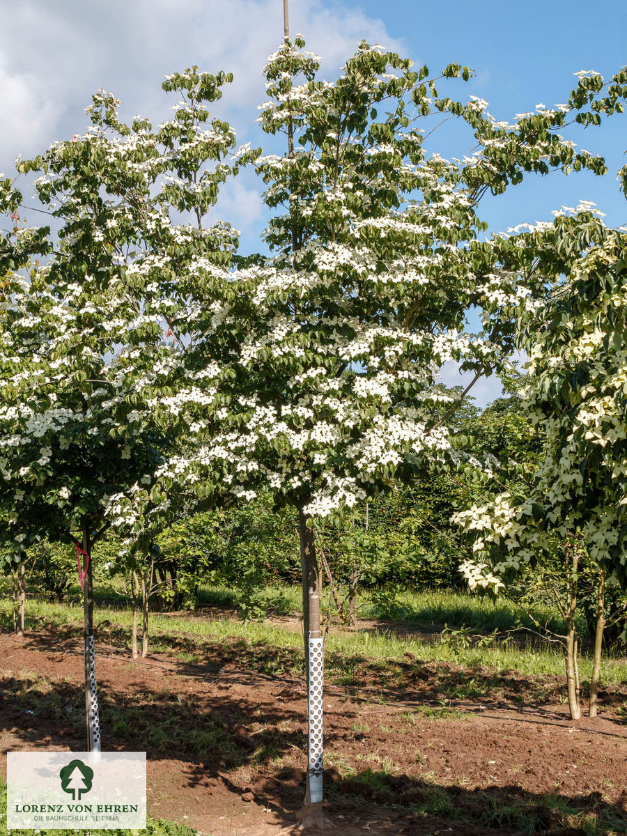 Cornus kousa