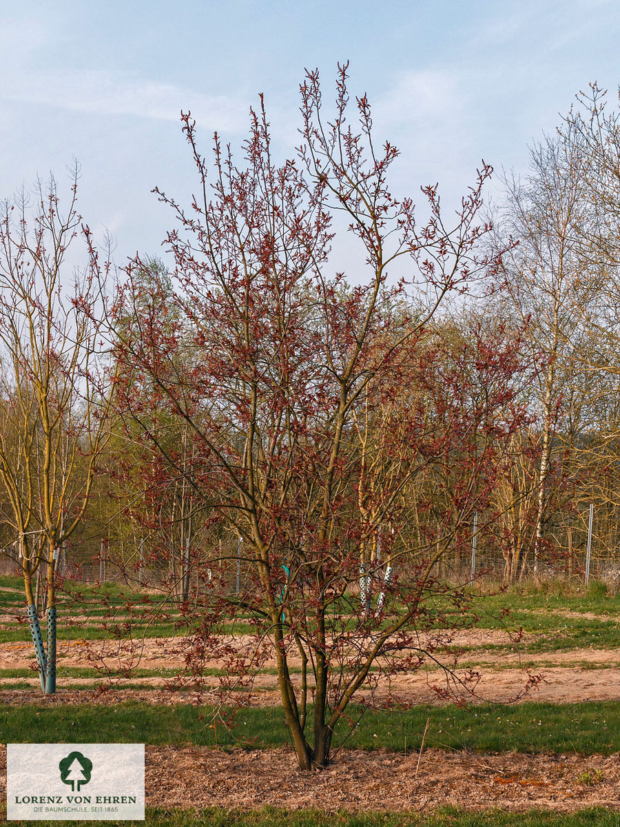 Prunus padus 'Colorata'