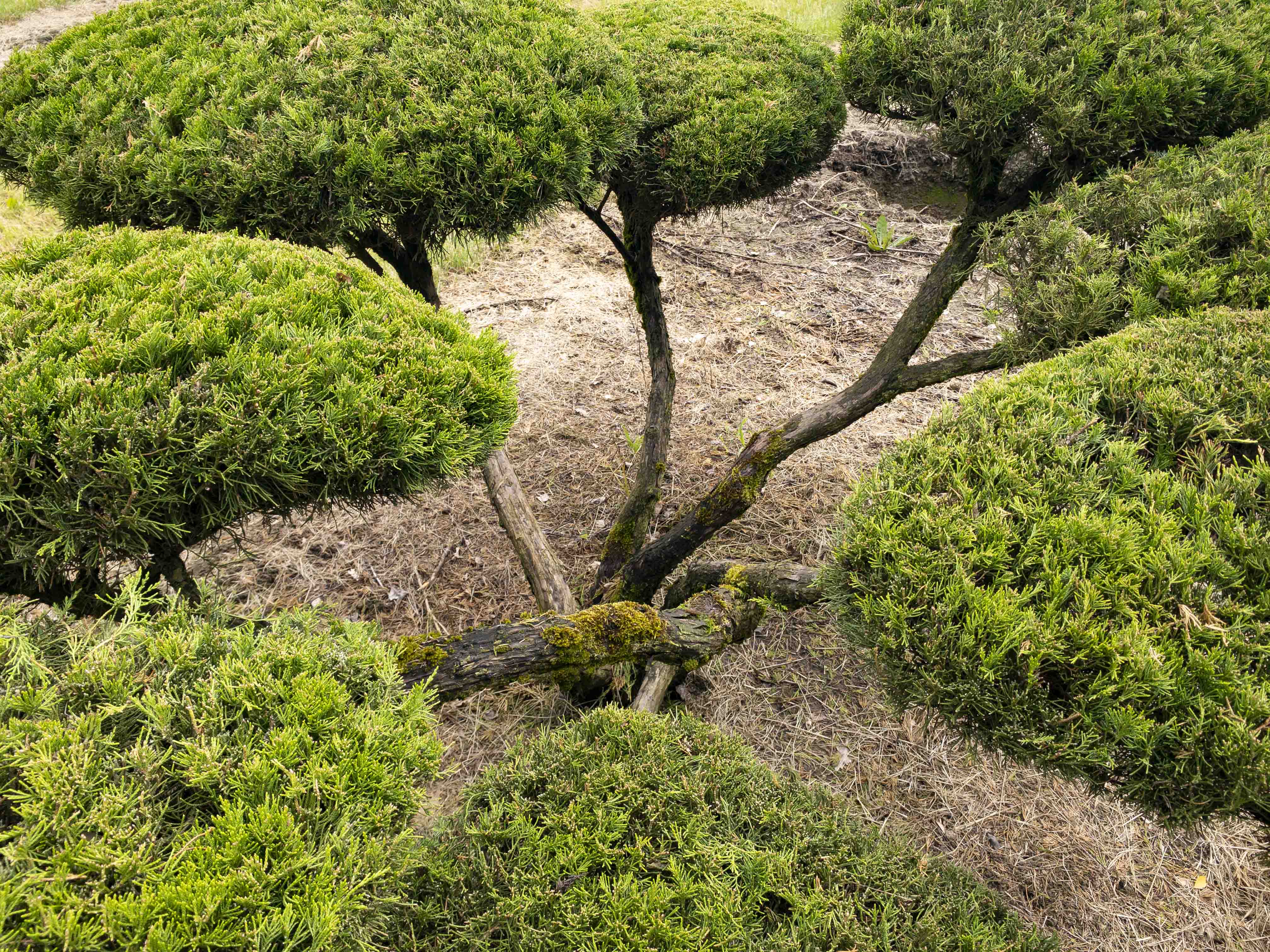 Juniperus media 'Mint Julep' Unikat