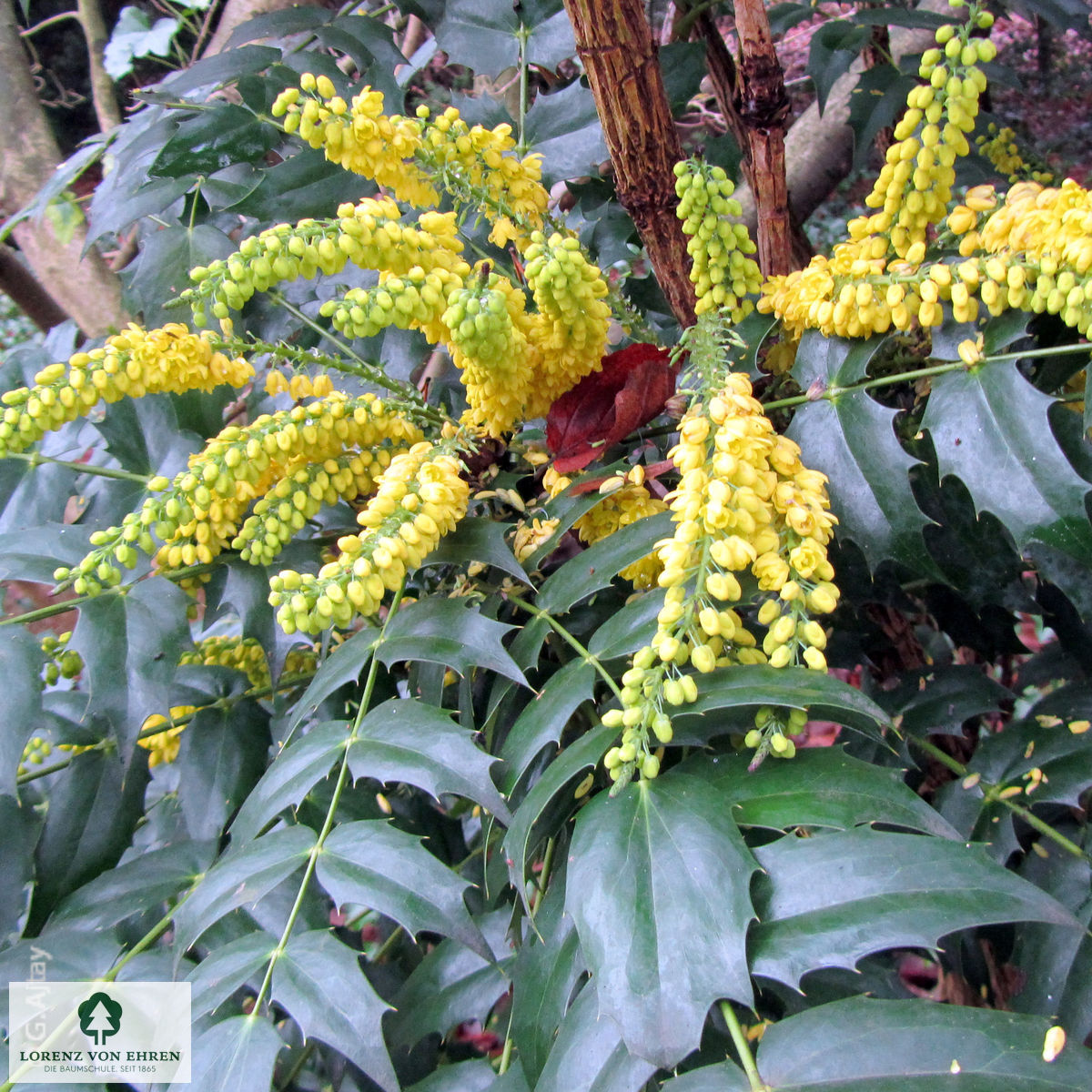 Mahonia media 'Winter Sun'