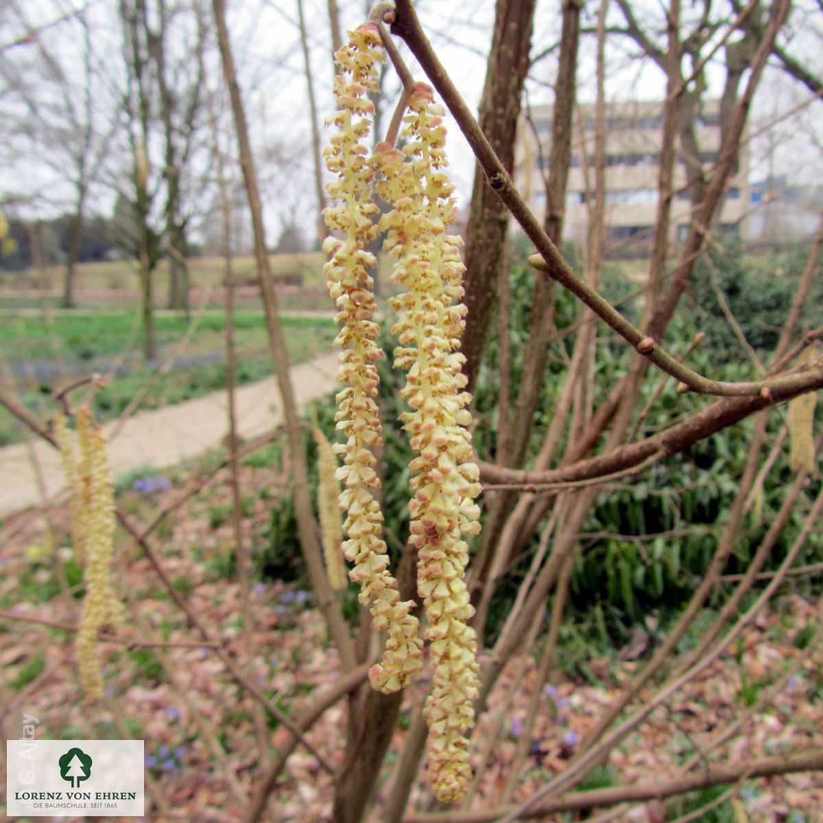 Corylus avellana 'Aurea'