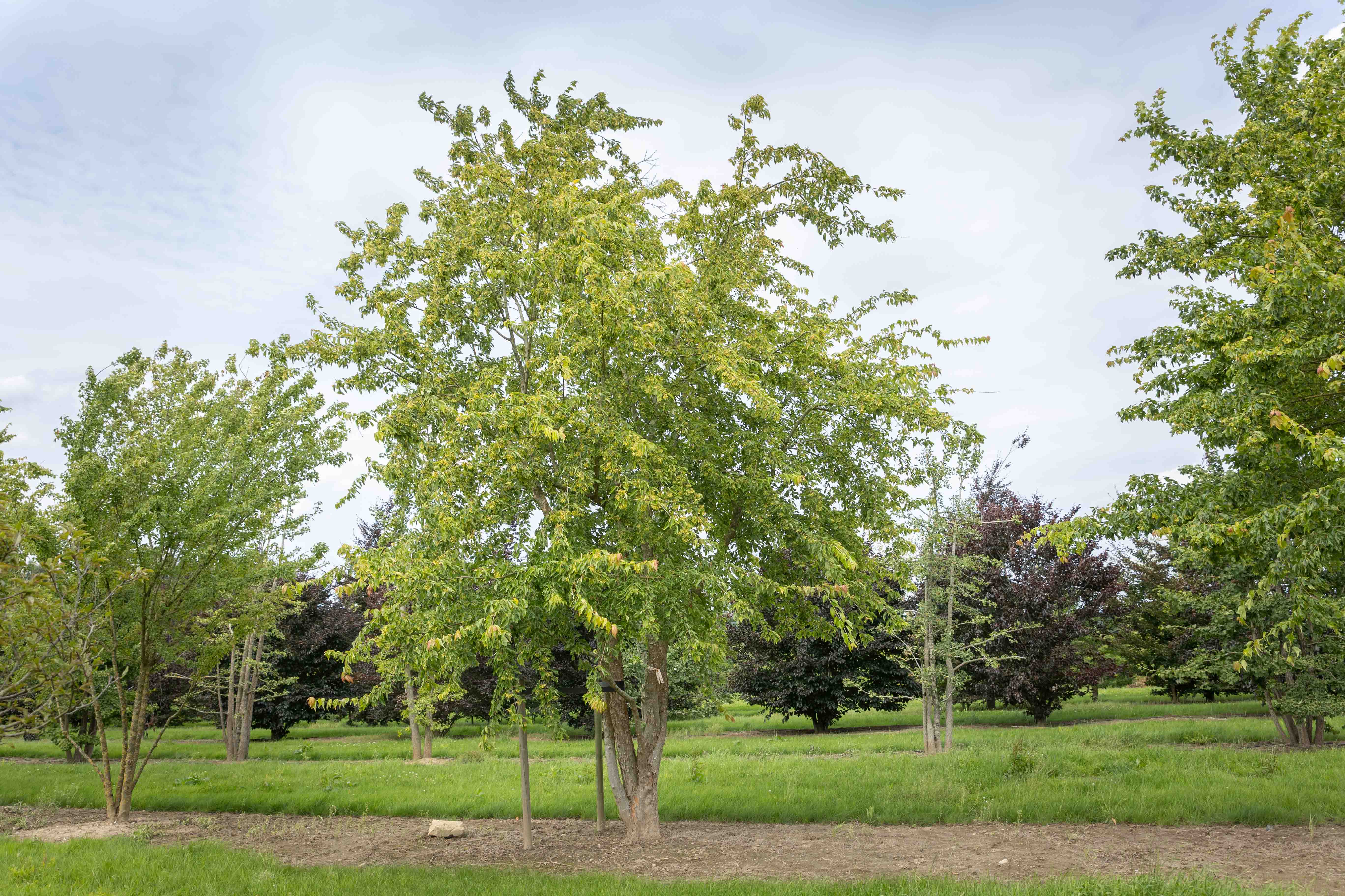 Sommer, Baum zwei Stämme