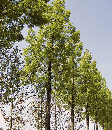 Metasequoia Allee LvE Blauer Hilmmel Sommer Allee große Bäume