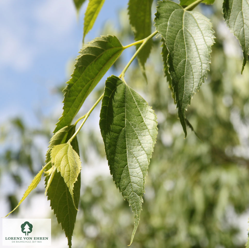 Celtis australis