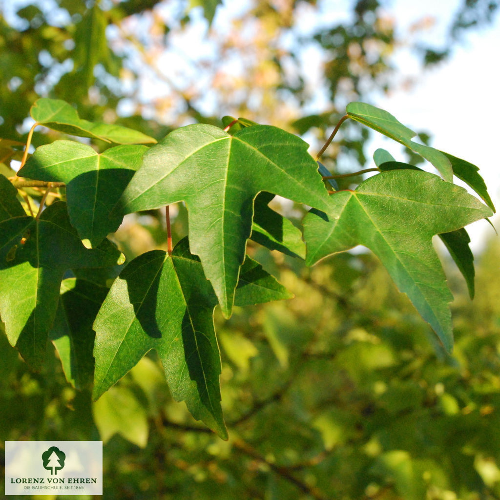 Acer buergerianum