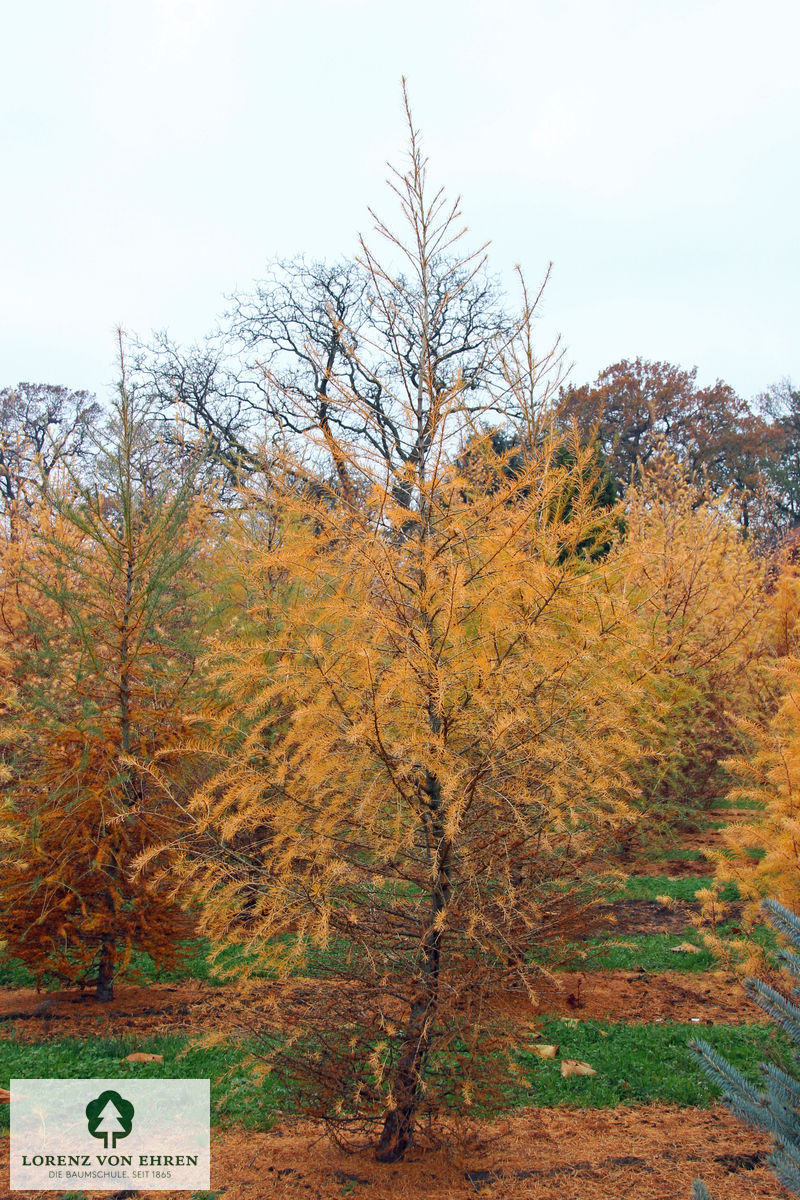 Larix decidua