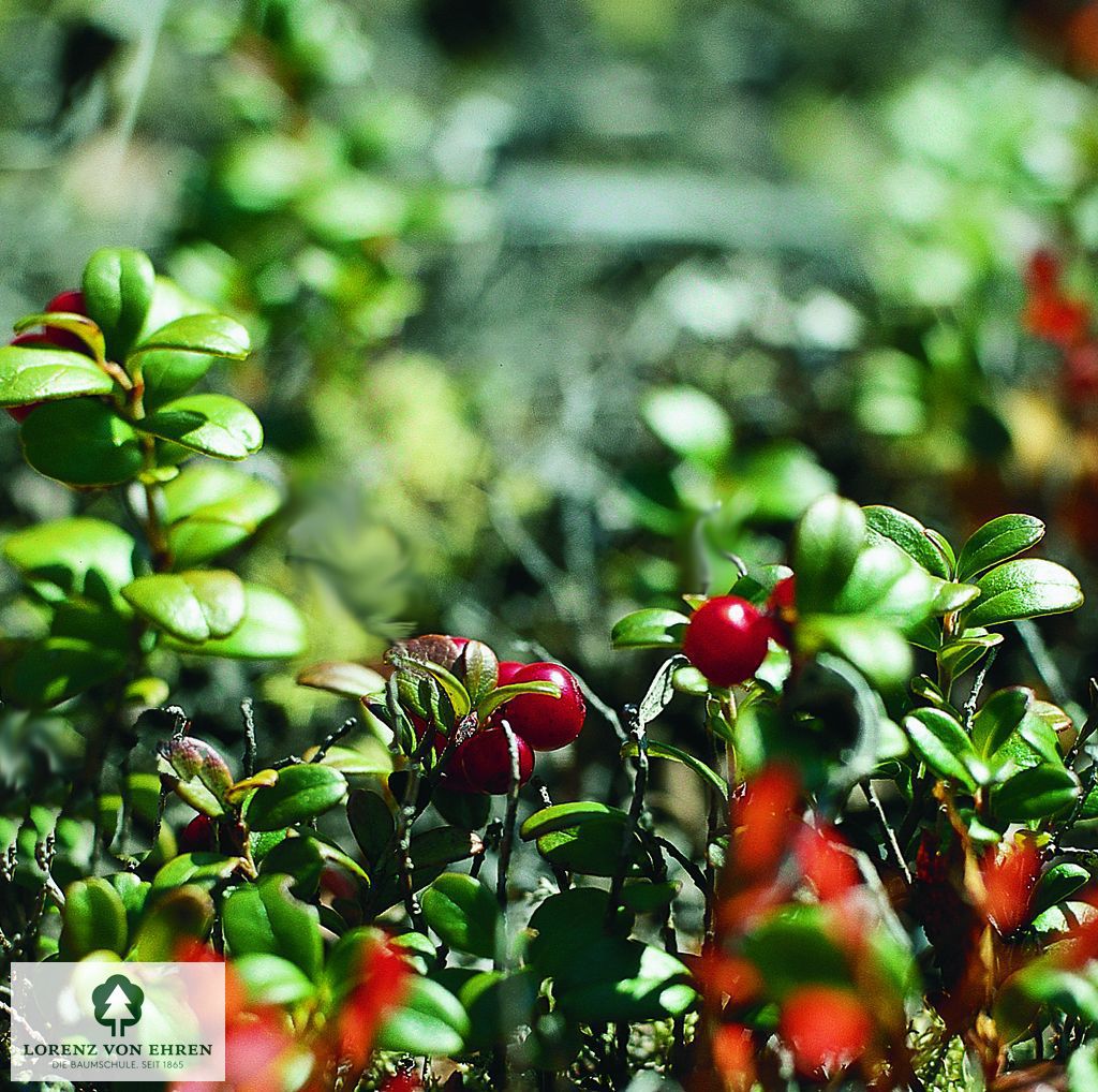 Vaccinium macrocarpon