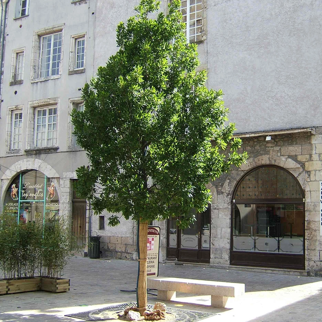 Auf einem Stadtplatz steht ein schattenspendender Laubbaum 