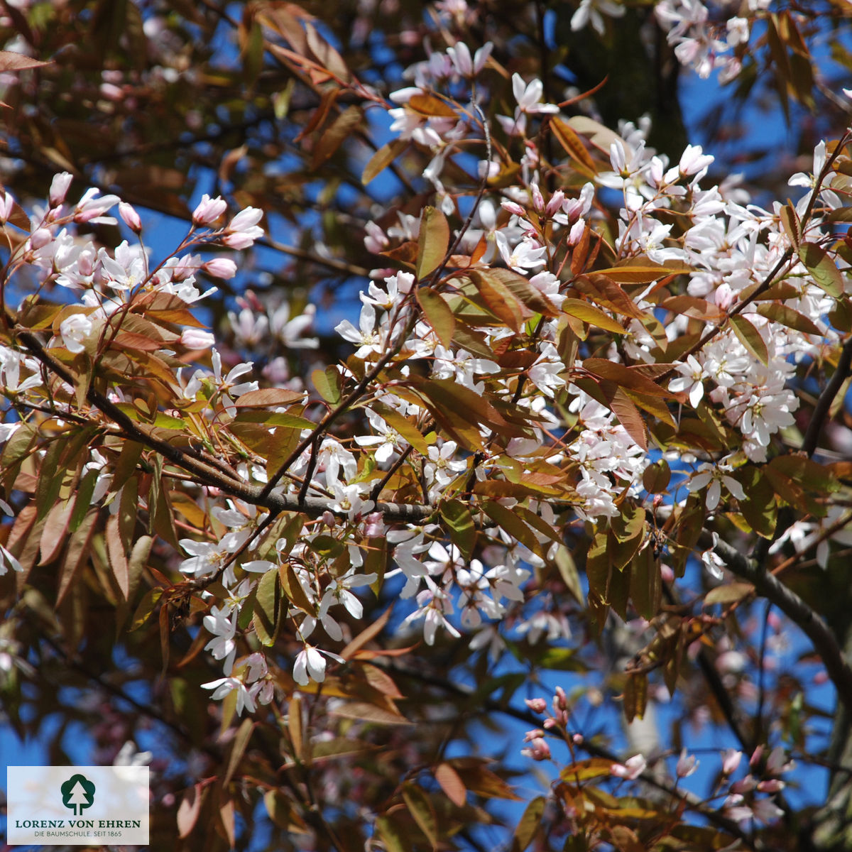 Amelanchier arborea 'Robin Hill'