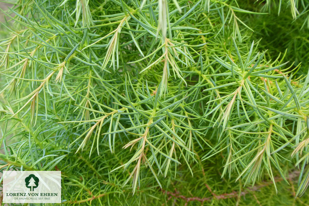 Cryptomeria japonica 'Elegans Viridis'