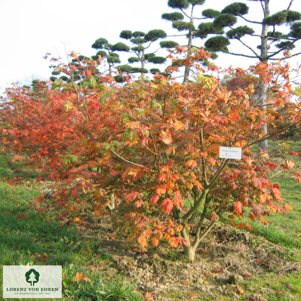 Acer japonicum 'Aconitifolium'