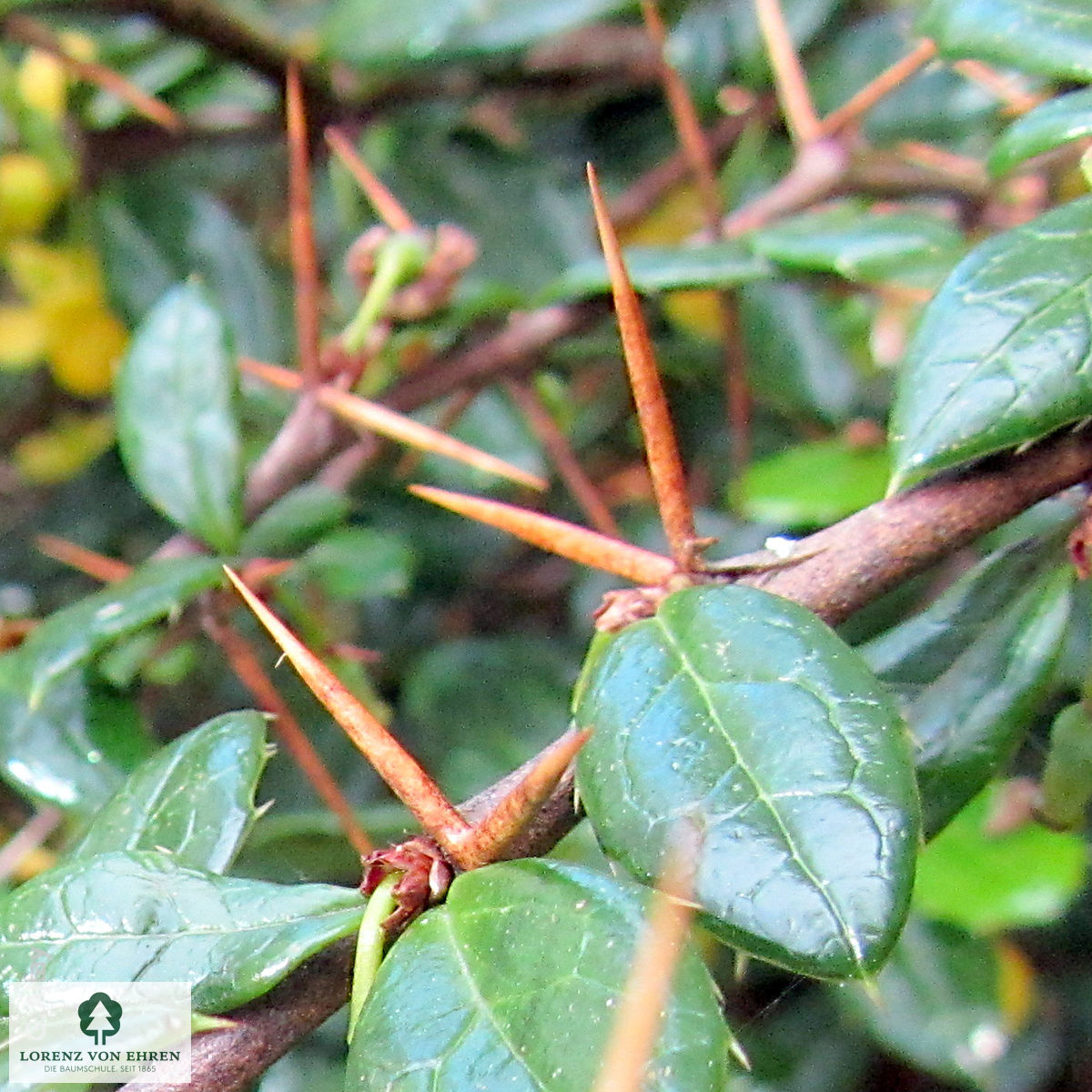 Berberis verruculosa