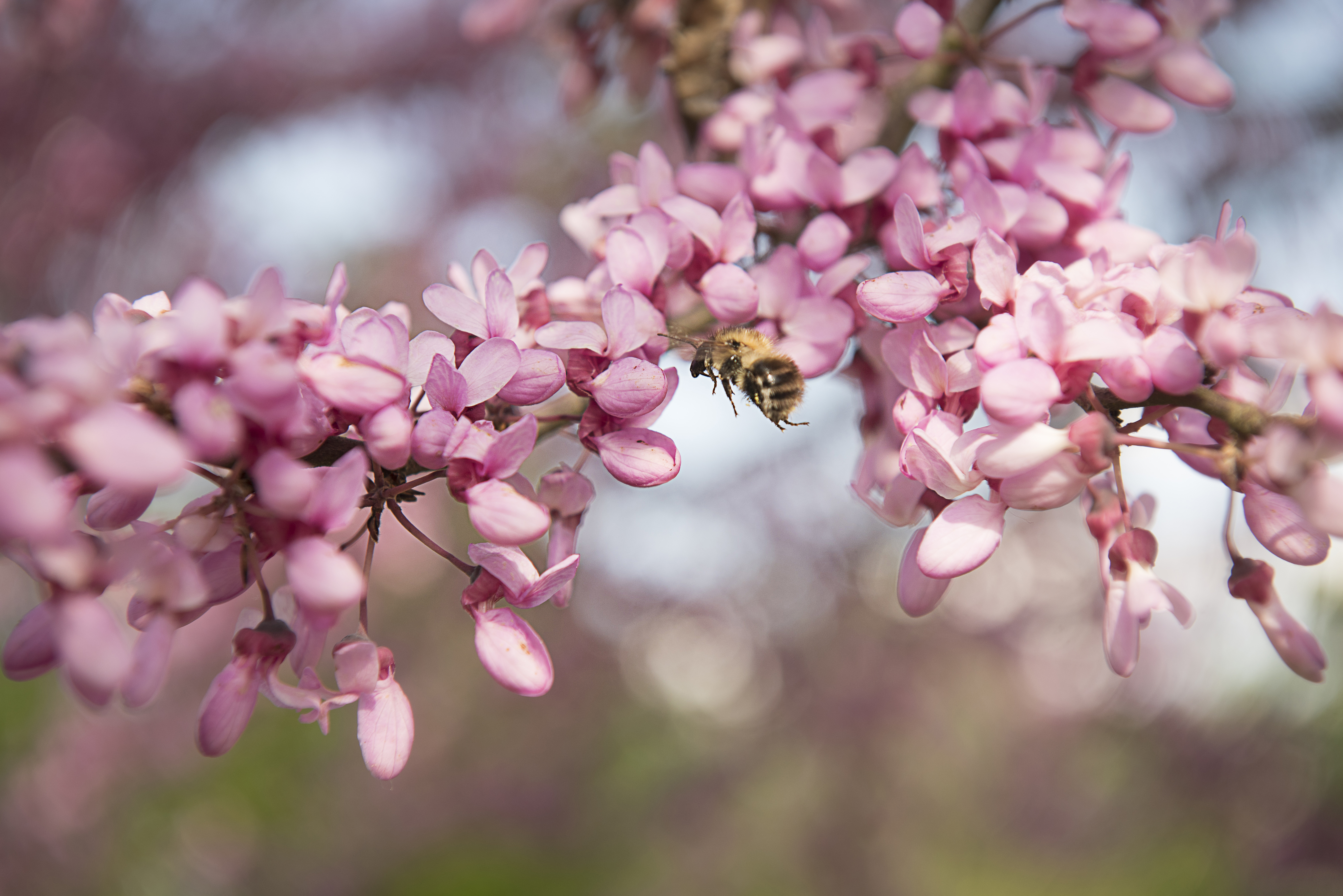 Biene mit Blüte Eine Biene ist im Anflug auf prächtige Blüten