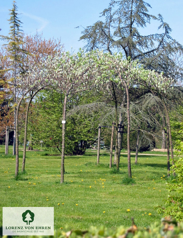 Sorbus aria 'Magnifica'