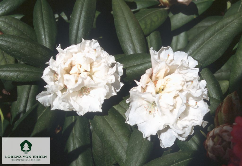 Rhododendron yakushimanum 'Falling Snow'