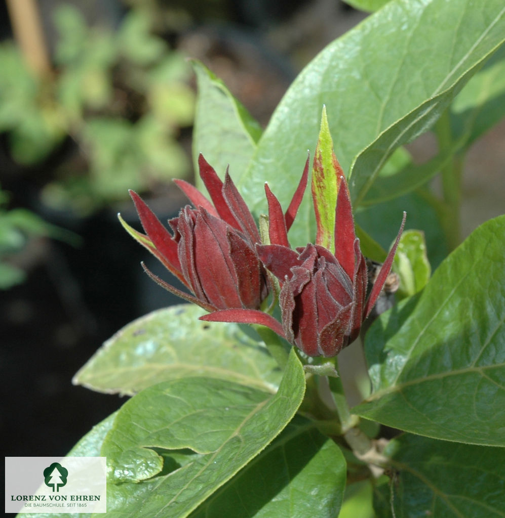 Calycanthus floridus