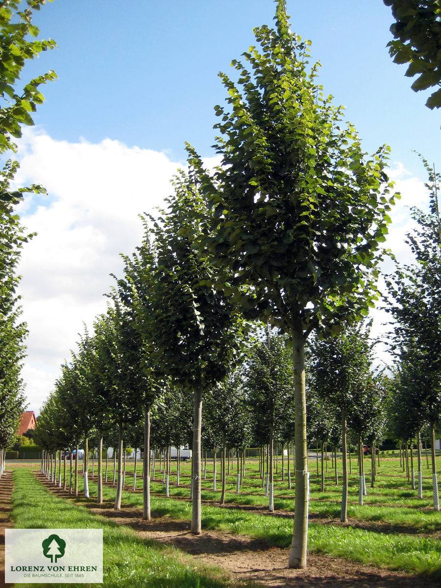 Tilia tomentosa 'Brabant'