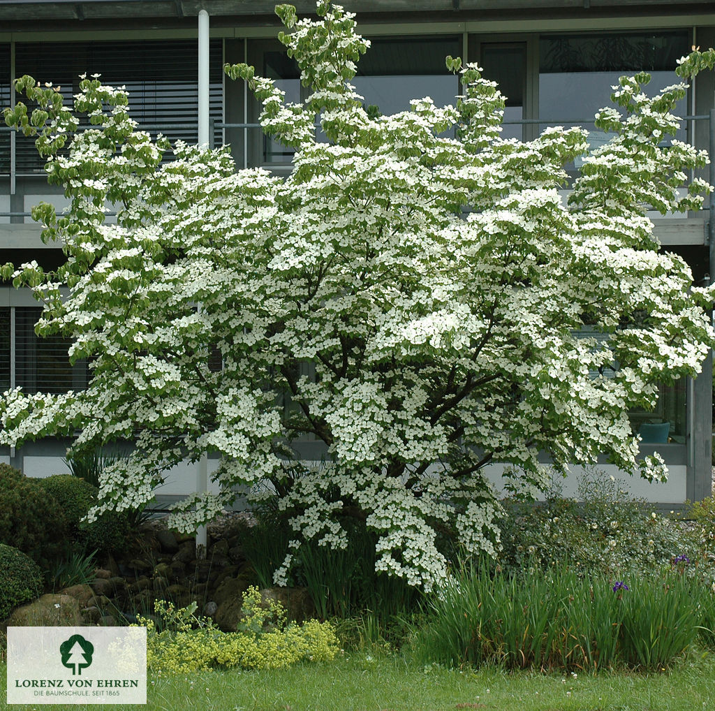 Cornus kousa