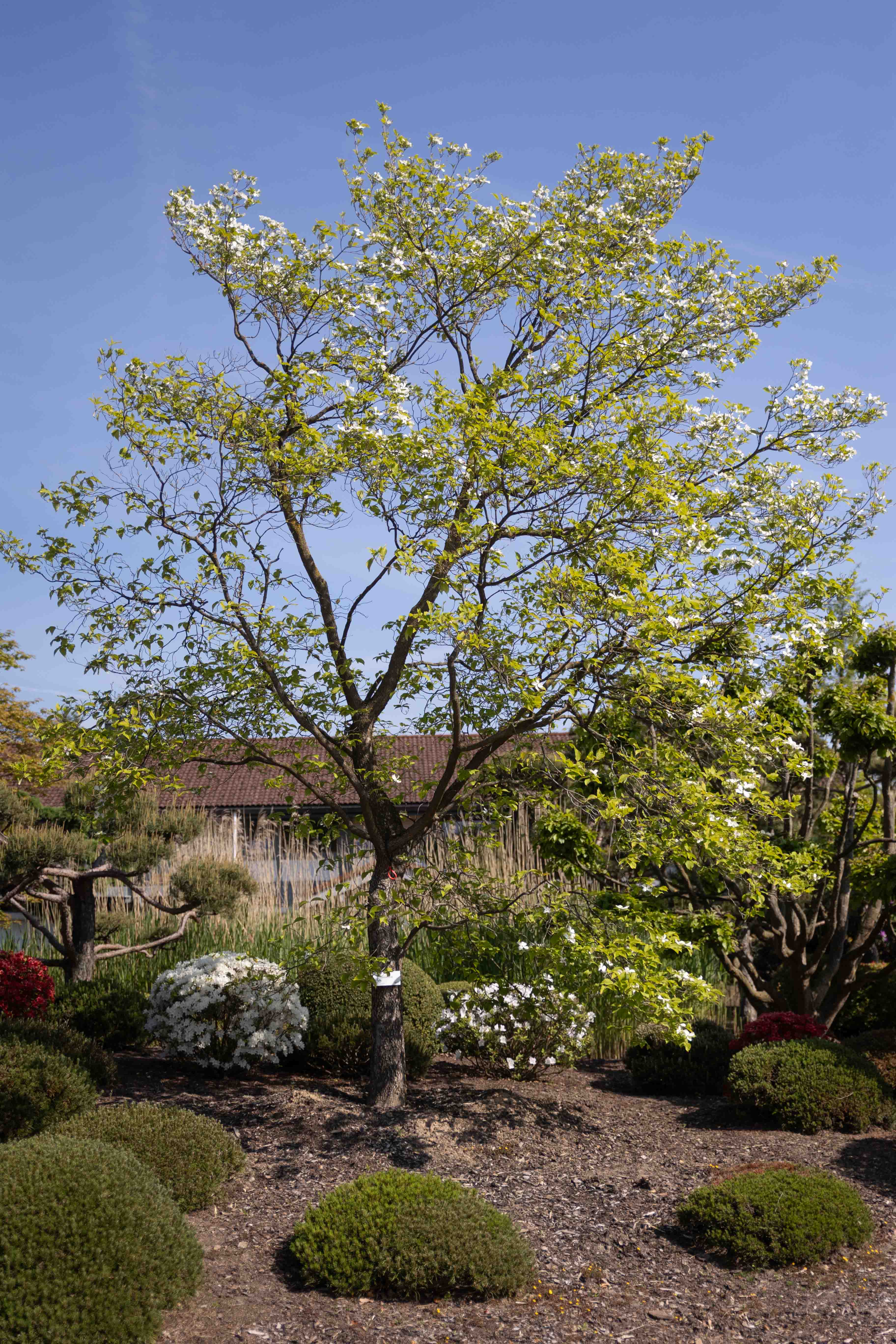 Cornus florida Unikat