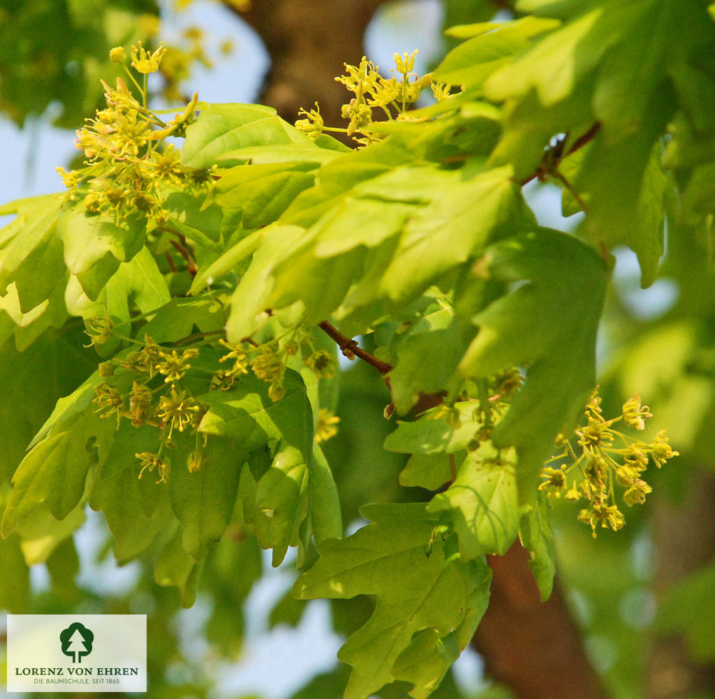 Acer campestre 'Elsrijk'