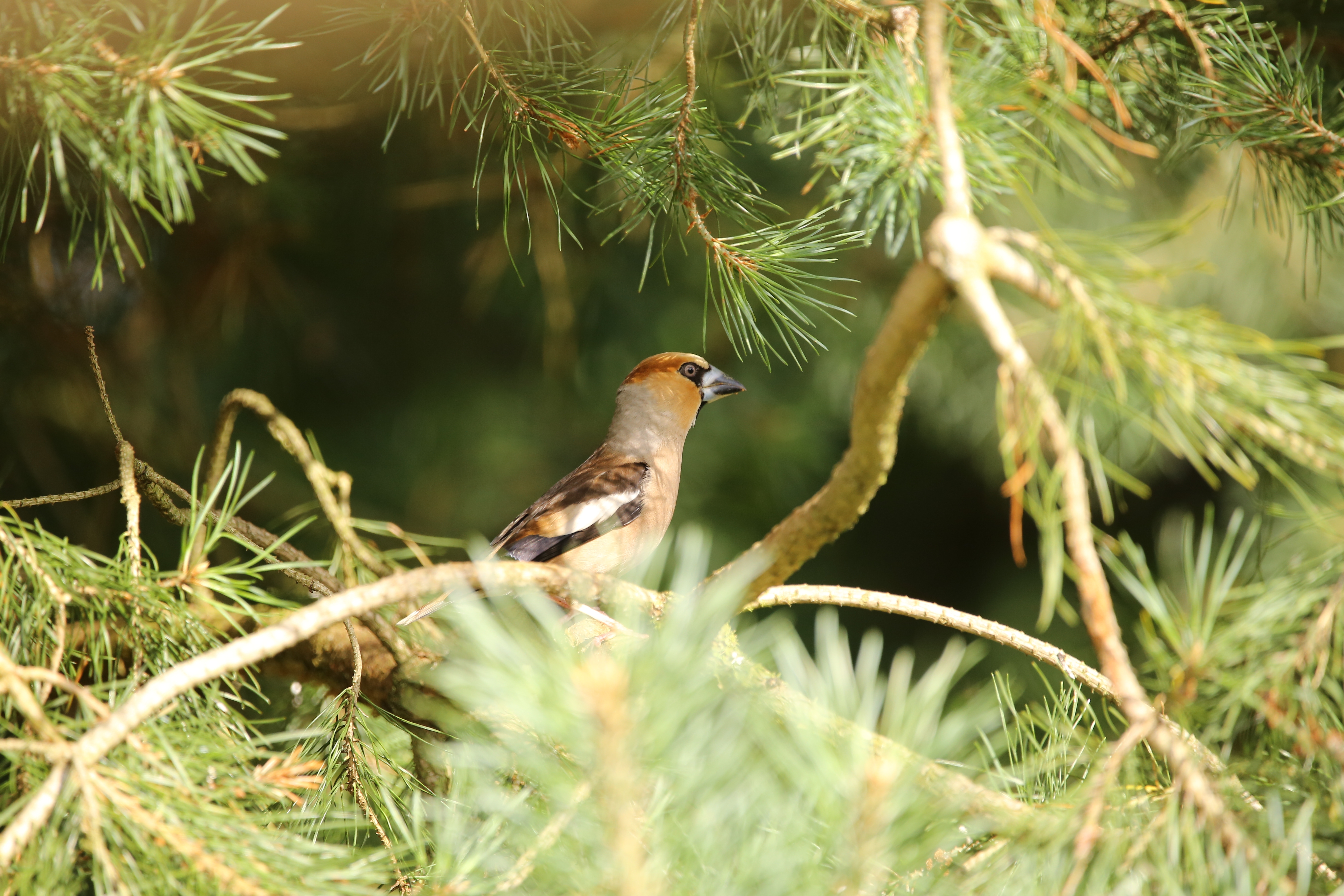 Pinus sylvestris 'Norske Typ' Unikat