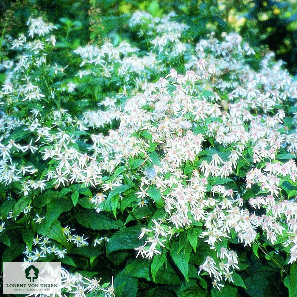 Aster divaricatus